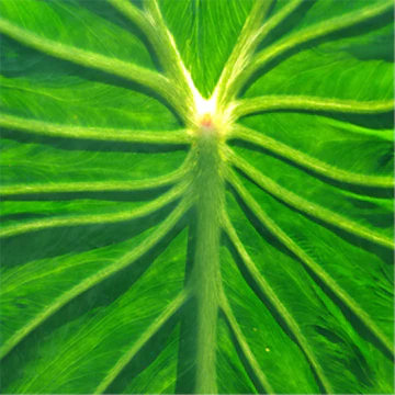 Kalo leaf