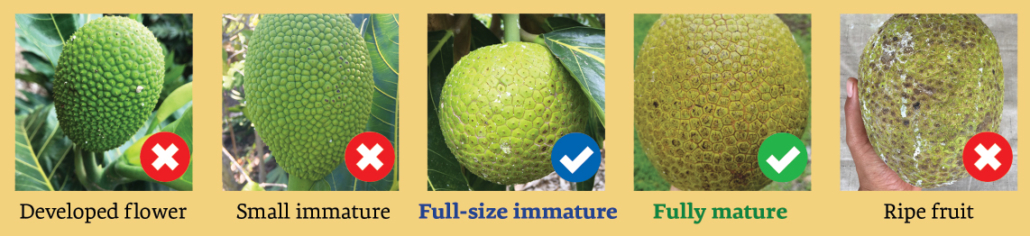 Identifying breadfruit maturity