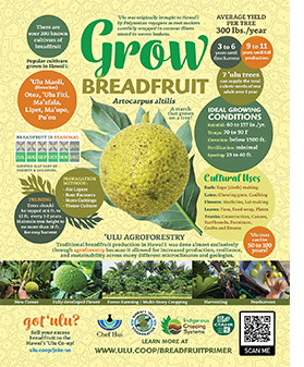 Grow Breadfruit