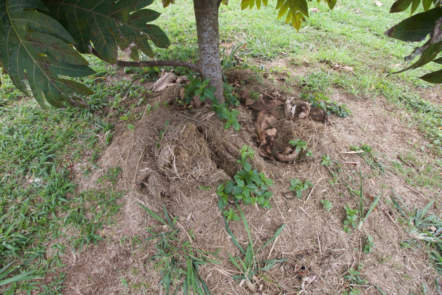 A 3-year-old tree, heavily mulched with grass clippings.