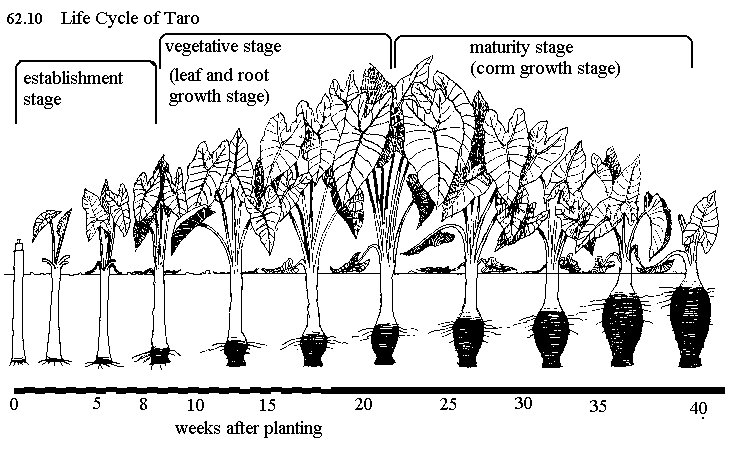The life cycle of taro, kalo diagram