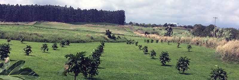Young Breadfruit Orchard in Hamakua