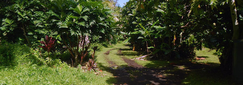 Road through breadfruit orchard