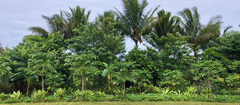 A diverse breadfruit food forest