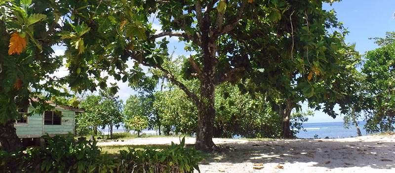Breadfruit growing near the beach