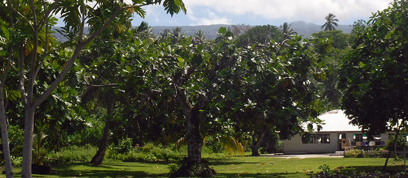 A old fruit orchard with breadfruit