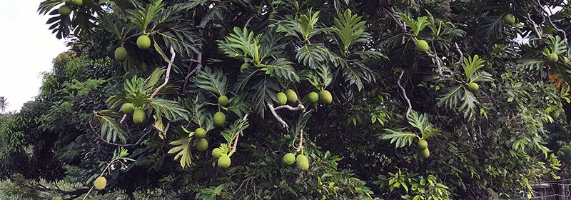 A loaded breadfruit tree in an ideal location