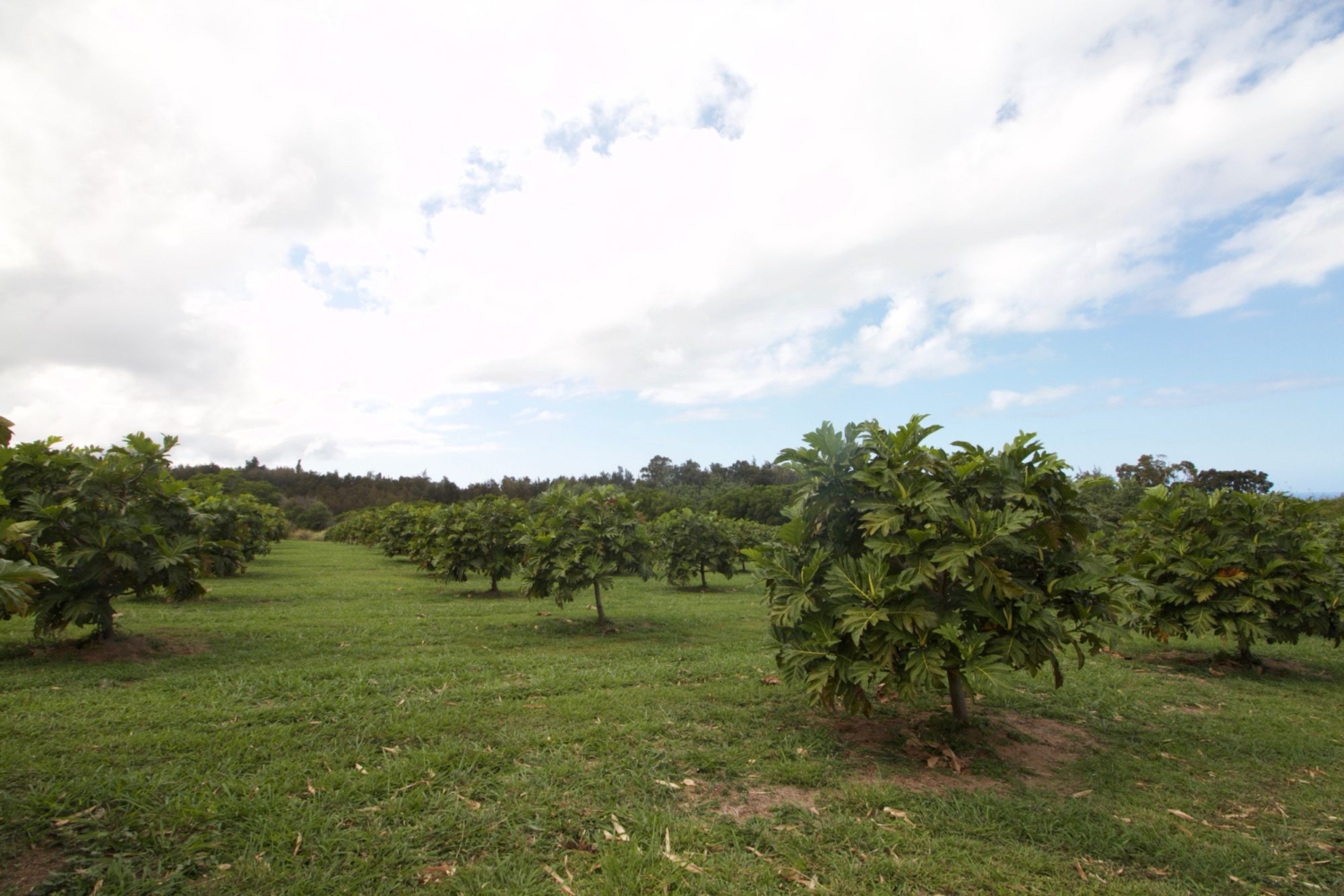Breadfruit orchard, northwest side of Hawaii’s Big Island. Drier than Hilo, not as dry as Kona.