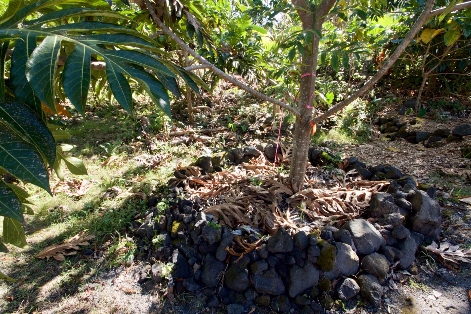 Tree in Kona, surrounded with lava rock, and mulched heavily with whole branches. Breadfruit can grow on marginal land, though more management is required for optimal yields.