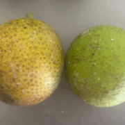 ulu-otea