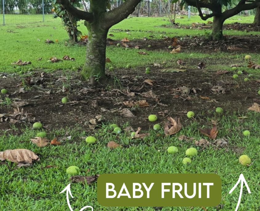 Baby fruit-8