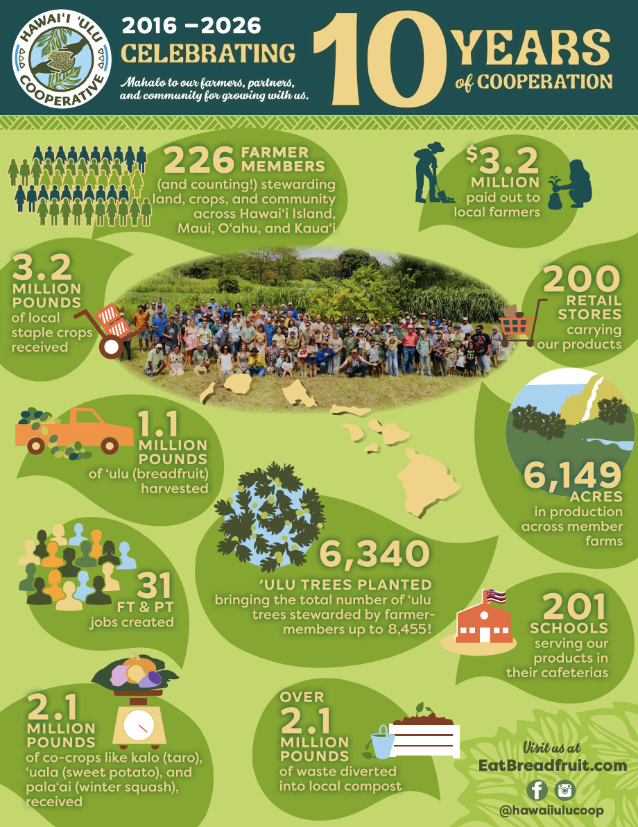 Infographic: Hawaiʻi ʻUlu Cooperative, 2016–2026, celebrating 10 years of cooperation. 226 farmer-members (and counting!) stewarding land, crops, and community across Hawaiʻi Island, Maui, Oʻahu, and Kauaʻi; $3.2 million paid out to local farmers; 3.2 million pounds of local staple crops received; 200 retail stores carrying our products; 1.1 million pounds of ʻulu (breadfruit) harvested; 6,149 acres in production across member farms; 6,340 ʻulu trees planted, bringing the total number of ʻulu trees stewarded by farmer-members up to 8,455; 31 full- and part-time jobs created; 201 schools serving our products in their cafeterias; 2.1 million pounds of co-crops like kalo (taro), ʻuala (sweet potato), and palaʻai (winter squash) received; over 2.1 million pounds of waste diverted into local compost. Mahalo to our farmers, partners, and community for growing with us.