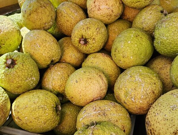 A bin of freshly harvested ʻulu