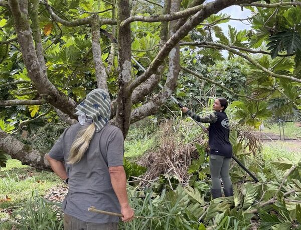 Young farmers pruning and tending ʻulu trees in an orchard