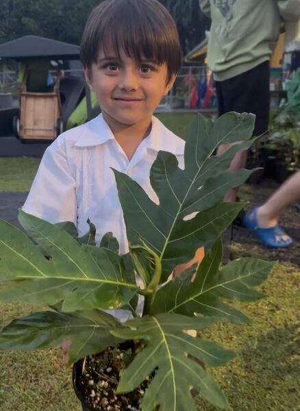 A student holding a young ʻulu tree at the Kua O Ka Lā Public Charter School ʻUlu Festival