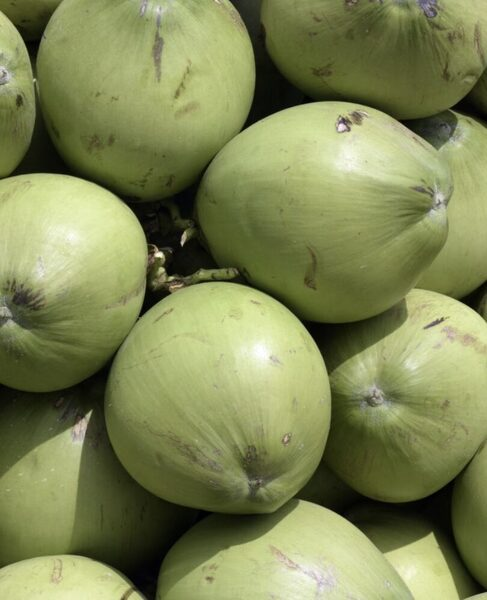 A pile of green coconuts on Kauaʻi