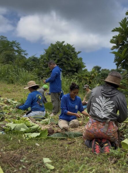 Co-op team members harvesting kalo in the field at Māla Kaluʻulu in Kona